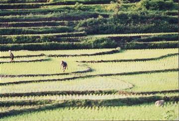روستای لیل فصل نشای برنج