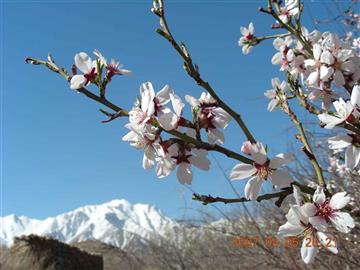 شکوفه های روستای ده بالا یزد