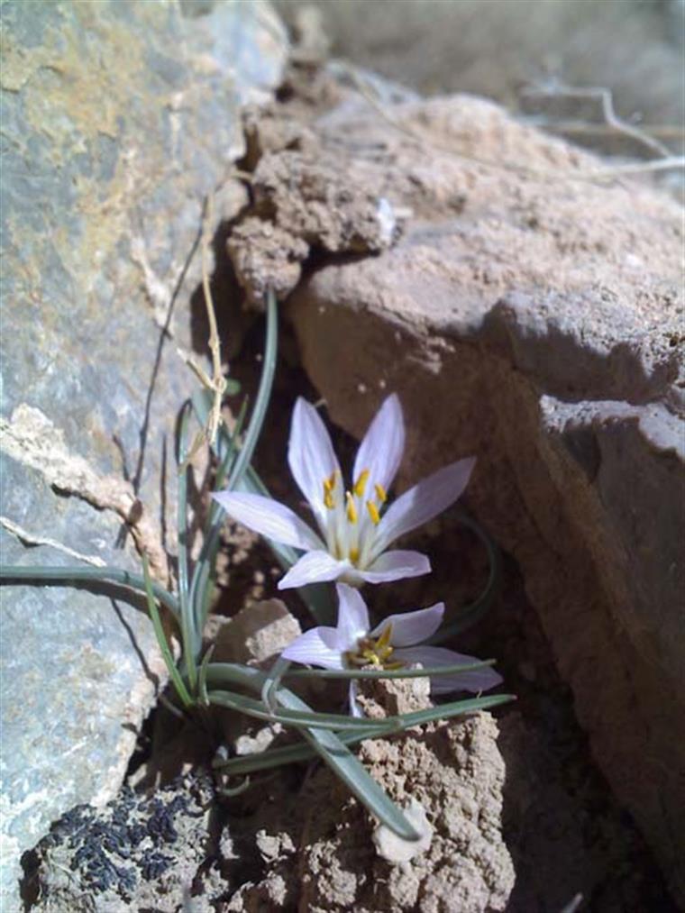 شعر کوه و شعر من